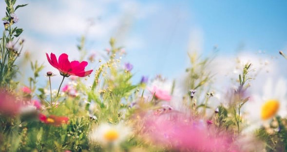 A Beginner’s Guide to the Empty Nest